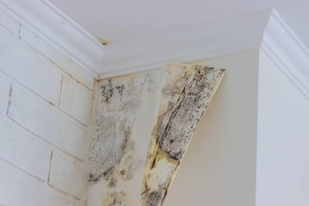 Best Environmental Consulting for Mold Prevention  in Fort Wayne, IN